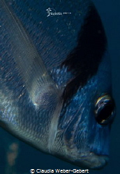 fintastic - sea bream close up fin detail by Claudia Weber-Gebert 